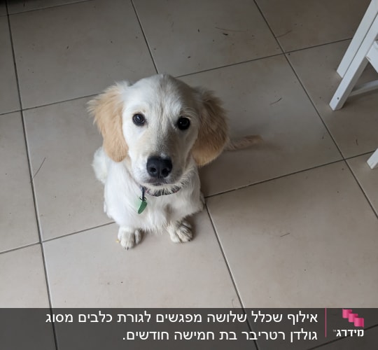 כלב יושב על רצפה, מביט למצלמה